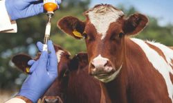 Tarım Bakanlığından 'şap hastalığı' açıklaması