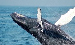 Balinaların dili çözülüyor!