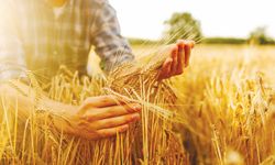 TİGEM, 2 bin ton buğday satacak…