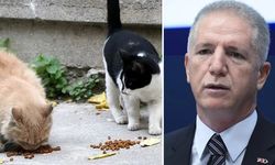 İstanbul Valisi Davut Gül'ün kedileri hedef aldı!