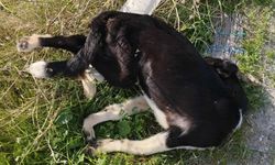 Denizli’de vahşet! Çok sayıda sokak köpeği toplu halde ölü bulundu…