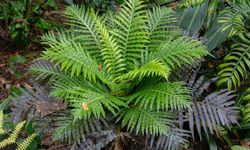 Çin, canlı bitkilerden nadir toprak minerallerinin elde edildiğini duyurdu!