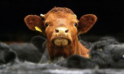 Halkta 'deli dana' tedirginliği! Uzman isim açıkladı: Türkiye'de resmi olarak bildirilmiş vaka var mı?