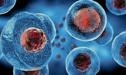 Şırnak'ta milyonda bir gerçekleşen mucize!