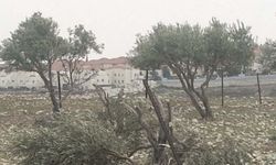 İsrail yine binlerce zeytin ağacını kesecek!