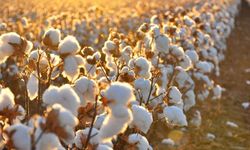 Beyaz altında alarm!