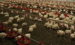 Kuş gribi Almanya’yı sardı!