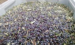 Aydın'da üretici dertli…