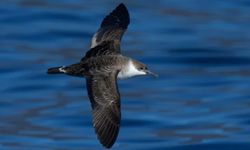 Türkiye'de ilk kez görüntülendi! Ekipler peşinde