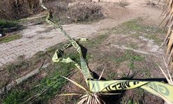 Adana'da yol kenarında kadın cesedi bulundu!
