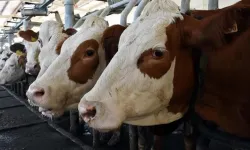 11 mahallede karantina başlatıldı