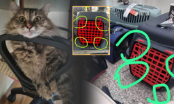 THY'nin kaybettiği kedi 'Tekila'dan hala haber yok! Aileye 'business clas' uçuş teklif edildi, henüz dava açılmadı