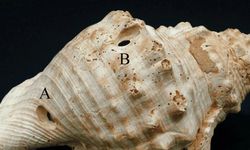 Deniz kabukları ilk ses teknolojilerinden biri olabilir…