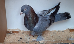 Bankadan borca karşılık 'güvercinlere' haciz