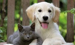 Evcil hayvanı olanlar dikkat! Son gün 31 Aralık