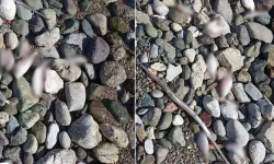 Çok sayıda ölü balık kıyıya vurdu