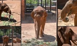 Gaziantep'te yaşayan dünyanın ilk tüp bebek fili intihar etti