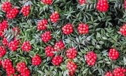 Kokinaya dikkat: 'Öldürebilir'