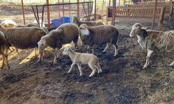 Türkiye bunu da gördü: İcradan satılık koyun, kuzu...