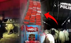 Siirt’te koyunlardan uyuşturucu fışkırdı!