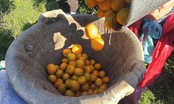 Bahçede 15, manavda 100 lira