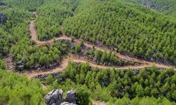 11 ilde orman sınırları değişti! Karar Resmi Gazete'de yayımlandı