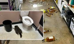 Sarhoş rakun rafları yerle bir etti… Tuvalette sızdı!