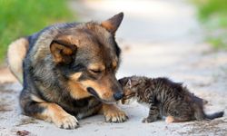 AYM’nin 'katliam yasası' kararının gerekçesi belli oldu! “Eşya” statüsünde değerlendirdiler
