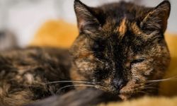 Dünyanın en yaşlı kedisi: 1995 doğumlu