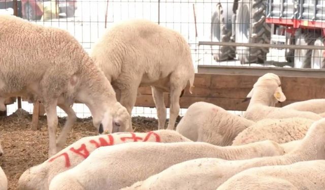 Kurban pazarında besiciden Et ve Süt Kurumu'nun verdiği fiyatlara tepki