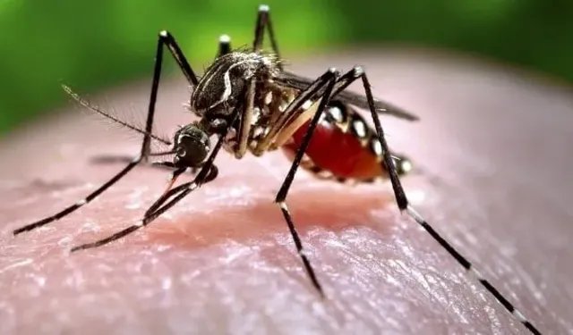 Çin'i alarma geçiren 'Chikungunya' salgını: Vaka sayısı 7 bini geçti!