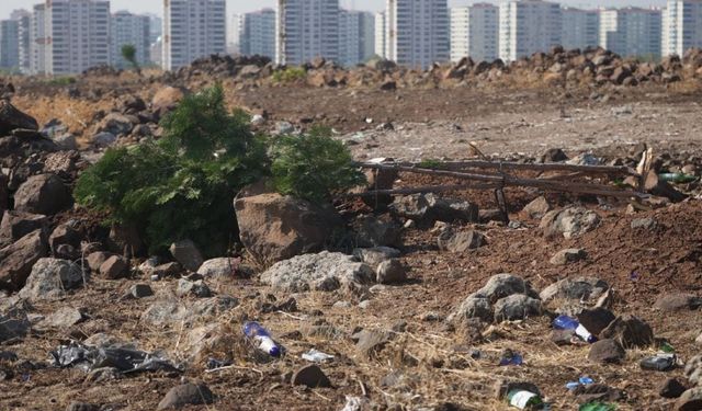 Belediyenin yeşil alan için ektiği 120 ağaç kimliği belirsiz kişiler tarafından kesildi