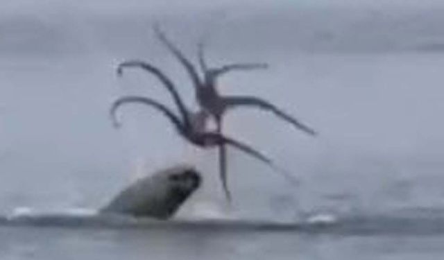 Çeşme'de Akdeniz foku, avladığı ahtapotu yerken görüntülendi