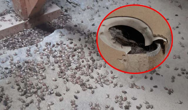 Giresun ve Sakarya'dan sonra Trabzon'a sıçradı! Böcek istilası... Elinizi sürmeyin uyarısı yapıldı