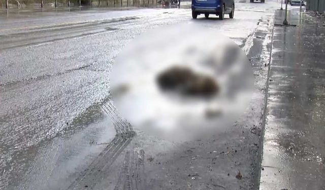 İstanbul'da bir domuz sel nedeniyle yolda boğuldu