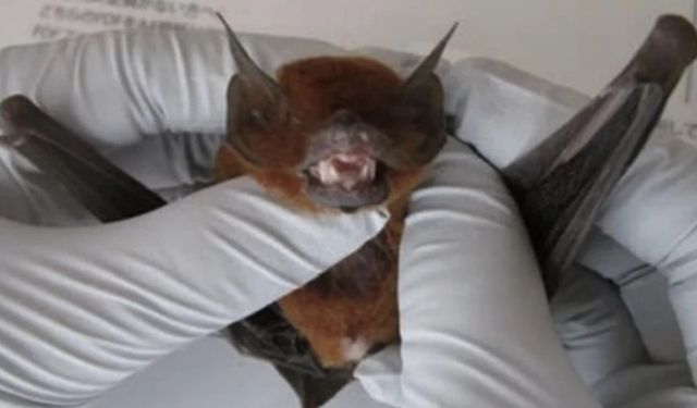 Covid-19 hortluyor mu? Sonuçlar, panik yarattı!