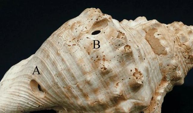 Deniz kabukları ilk ses teknolojilerinden biri olabilir…