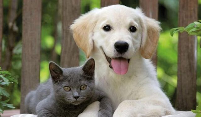 Evcil hayvanı olanlar dikkat! Son gün 31 Aralık