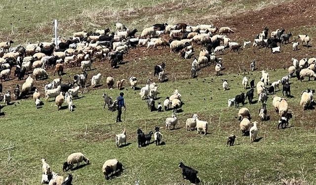 Sonunda bu da oldu: 70 bin TL maaşla çoban bulamıyorlar!