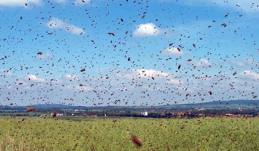 Çıldır Gölü'nde kabus: Adeta istila ettiler!