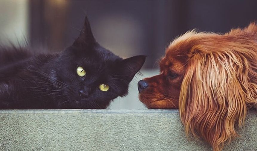 Köpeğinizi güneşten, kedinizi iştah düşüşünden koruyun: Yaz için beslenme ve bakım tüyoları…