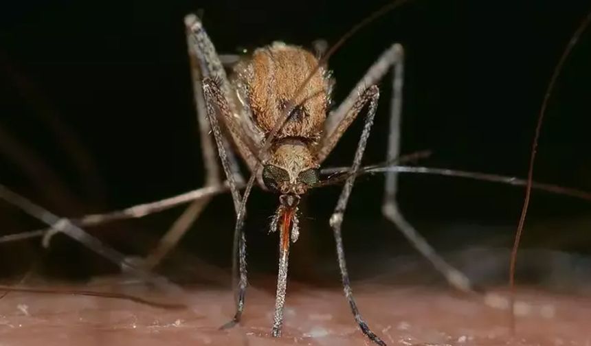 Dünya genelinde yeni salgın alarmı! Sivrisinekten yayılıyor